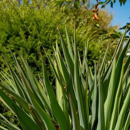 Menada Apolon Hotel de apartamente 3*