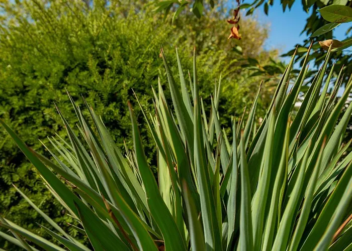 Menada Apolon 公寓式酒店 3*